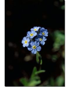 Forget-Me-Not-Stockb-7-5-ml