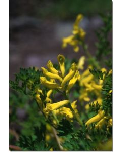 Golden-Corydalis-Stockb-7-5-ml