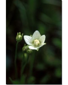 Grass-of-Parnassus-Sumpf-Herzblatt-Stockb-7-5-ml