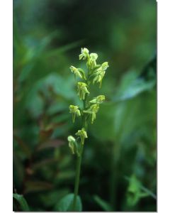 Green-Bog-Orchid-Grüne-Sumpforchidee-Stockb-7-5-ml