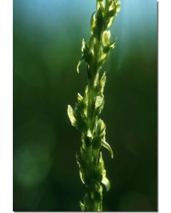 Green-Fairy-Orchid-Weichwurz-Stockb-7-5-ml
