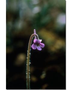 Hairy-Butterwort-Fettkrautart-Stockb-7-5-ml