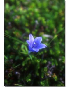 Harebell-Glockenblumenart-Stockb-7-5-ml