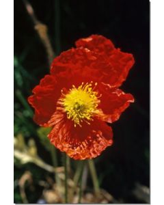 Icelandic-Poppy-Stockb-7-5-ml