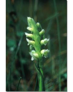 Ladies’-Tresses-Drehwurzart-Stockb-7-5-ml