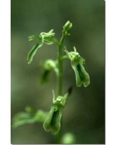 Northern-Twayblade-Stockb-7-5-ml