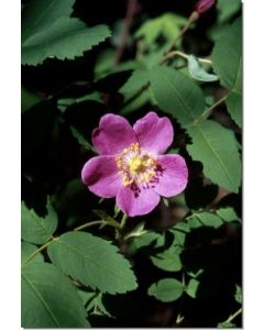 Prickly-Wild-Rose-Stockb-7-5-ml