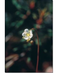 Round-Leaved-Sundew-Rundblättriger-Sonnentau-Stockb-7-5-ml