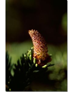 Sitka-Spruce-Pollen-Fichtenpollen-Stockb-7-5-ml