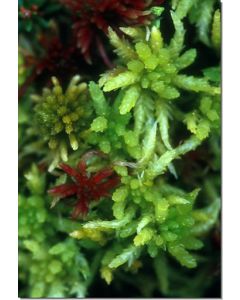 Sphagnum-Moss-Stockb-7-5-ml