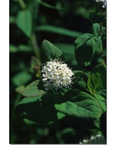 Spiraea-Stockb-7-5-ml