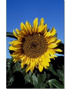 Sunflower-Stockb-7-5-ml