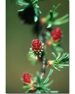 Tamarack-Stockb-7-5-ml