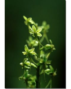 Tundra-Twayblade-Stockb-7-5-ml