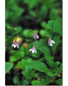 Twinflower-Erdglöckchen-Stockb-7-5-ml