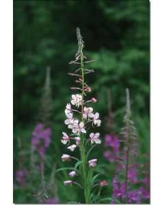 White-Fireweed-Weißes-Schmalblättriges-Weidenröschen-Stockb-7-5-ml