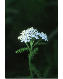 Yarrow-Schafgarbe-Stockb-7-5-ml