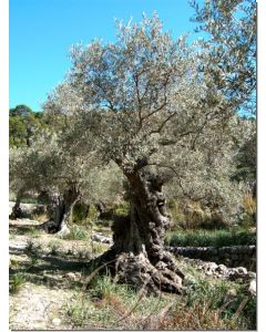 olivenbaum-stockb.-10-ml