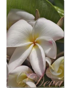 plumeria-stockb.-10-ml