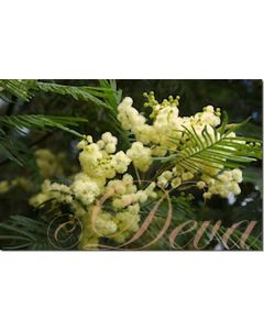 wattle-black-mimose-stockb.-10-ml