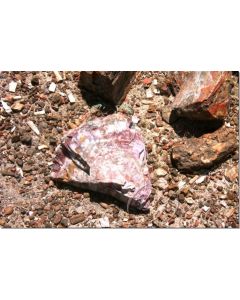 petrified-wood-stockb.-20-ml