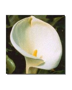 23-calla-15-ml