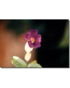 torroya-rorshi-15-ml