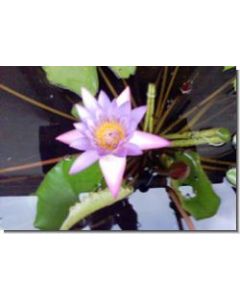 water-lily-15-ml