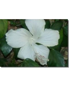 white-hibiscus-15-ml