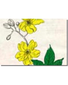 yellow-silk-cotton-15-ml