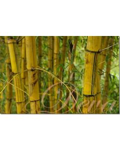 bamboo-wood-10-ml