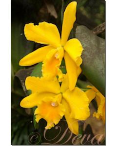 golden-aura-orchid-10-ml