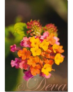 lantana-10-ml