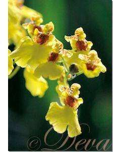 love-orchid-oncidium-10-ml