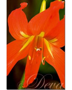 orange-lily-amaryllis-wilde-10-ml