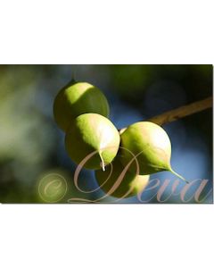 macadamia-20-ml