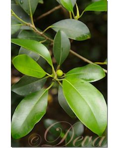 banyan-tree-30-ml