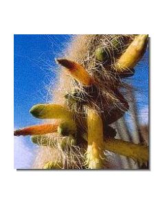 inner-cleansing-cactus-stockb-15-ml