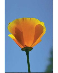 california-poppy-kalif-goldmohn30-ml