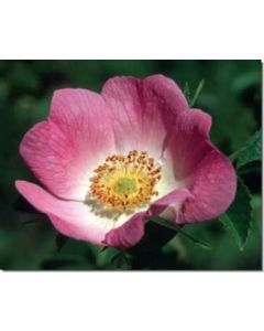california-wild-rose-kalif-heckenrose30-ml