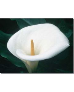 calla-lily-calla30-ml