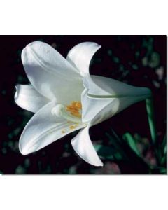 easter-lily-osterlilie30-ml