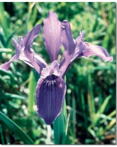 iris-schwertlilie30-ml