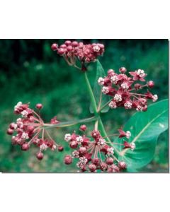 milkweed-seidenpflanze30-ml