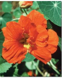 nasturtium-kapuzinerkresse30-ml