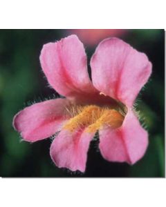 pink-monkeyflower-rosa-gauklerblume30-ml