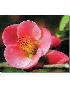 quince-zierquitte30-ml