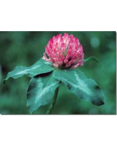 red-clover-wiesenklee30-ml