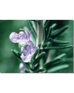 rosemary-rosmarin30-ml