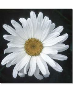 shasta-daisy-margerite30-ml